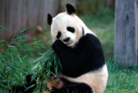 cute panda bilder cute panda bilder