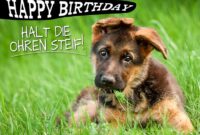 geburtstagsbilder mit hund geburtstagsbilder mit hund