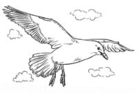 ausmalbild möwe ausmalbild möwe