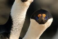 vogelbilder lustig vogelbilder lustig