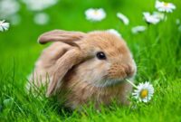 hasen bilder kostenlos hasen bilder kostenlos