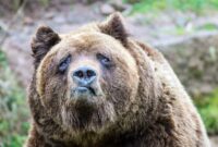 lustige fotos von tieren