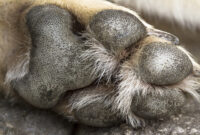 hundepfote bilder kostenlos hundepfote bilder kostenlos