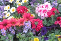 bilder sommerblumen bilder sommerblumen