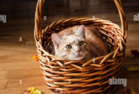 lustige herbstbilder mit tieren lustige herbstbilder mit tieren