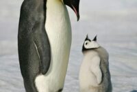 süße pinguin bilder