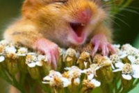 frühlingsbilder lustig frühlingsbilder lustig