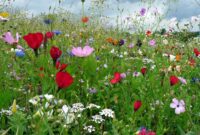 schöne blumen bilder kostenlos