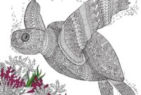 malvorlage schildkröte von oben