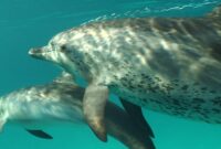 delfin kreuzworträtsel delfin kreuzworträtsel