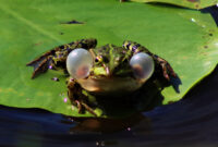 frosch als haustier