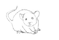 maus zeichnung
