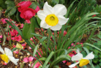 bilder frühlingsblumen kostenlos bilder frühlingsblumen kostenlos