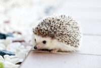 lizensfreie kostenlose bilder