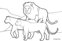 löwen bilder zum ausmalen