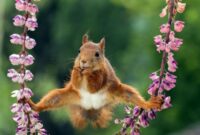 witzige bilder kostenlos