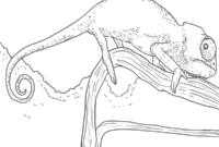 chamäleon malvorlage chamäleon malvorlage