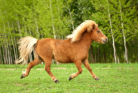 pony bild pony bild
