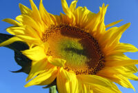 bilder kostenlos downloaden bilder kostenlos downloaden