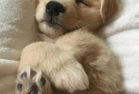 süßes hundebild süßes hundebild