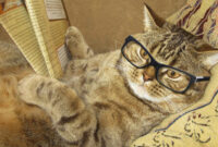 katzen bilder kostenlos katzen bilder kostenlos