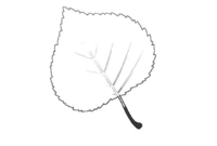 schablone blatt vorlage schablone blatt vorlage