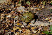 mini-schildkröte als haustier mini-schildkröte als haustier