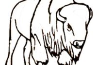 bison ausmalbild bison ausmalbild