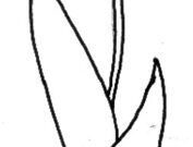 tulpen zeichnen vorlagen tulpen zeichnen vorlagen