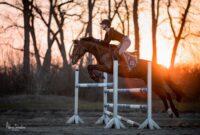 pferde bilder springen pferde bilder springen