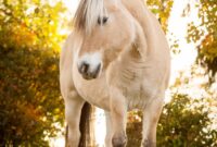 bild von pferd bild von pferd