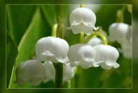 maiglöckchen bilder maiglöckchen bilder