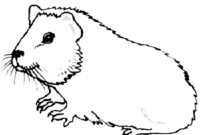 meerschweinchen malvorlage meerschweinchen malvorlage