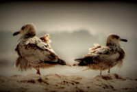 möven bilder möven bilder