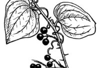 ausmalbild pflanze ausmalbild pflanze