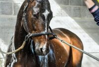 pilz beim pferd bilder pilz beim pferd bilder