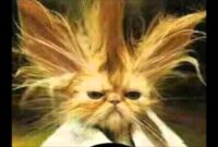 witzige bilder kostenlos witzige bilder kostenlos