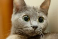 lustige katzen bilder