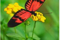 wandbild schmetterling wandbild schmetterling