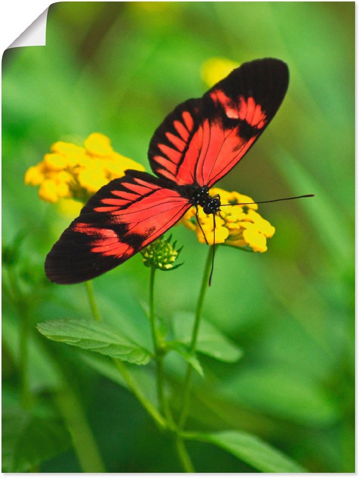 Artland Wandbild »Schmetterling auf einer Blüte 3«, Insekten (1 Stück