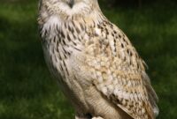 bild von eule bild von eule