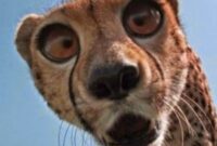 lustige tiere bilder kostenlos lustige tiere bilder kostenlos