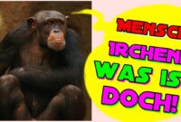 lustige bilder zum geburtstag kostenlos