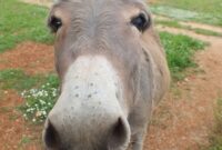 esels bilder esels bilder