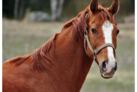 schön pferde bilder