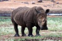 tierfotos zum ausdrucken