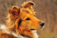 tiere bilder kostenlos tiere bilder kostenlos