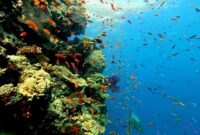 aquarium hintergrundbilder kostenlos aquarium hintergrundbilder kostenlos