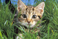 katzen kostenlos katzen kostenlos