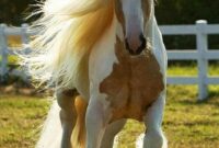 schön pferde bilder schön pferde bilder